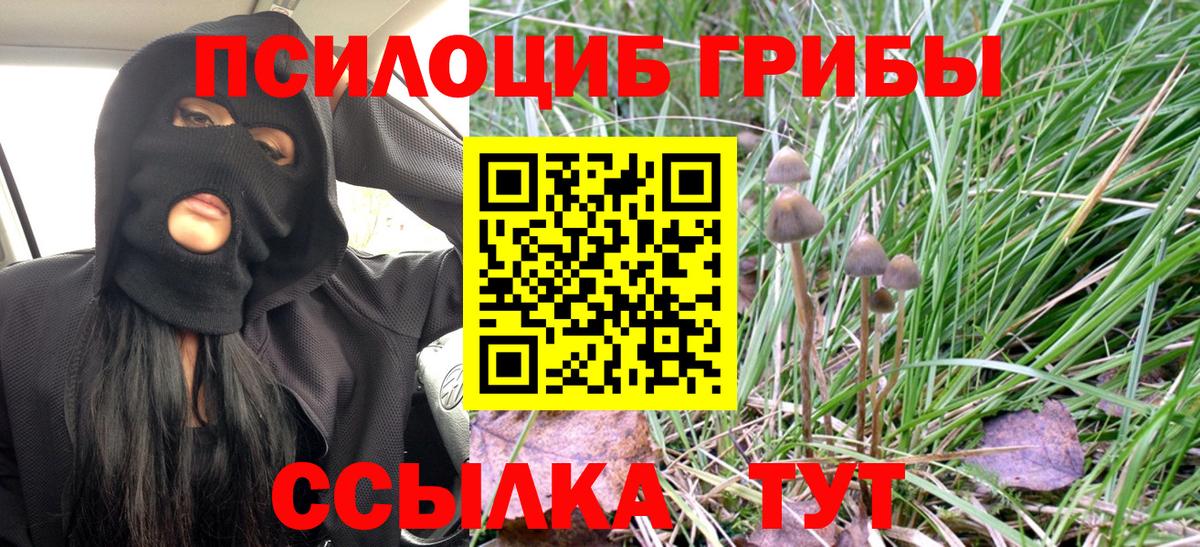Галлюциногенные грибы Psilocybine cubensis Лабинск
